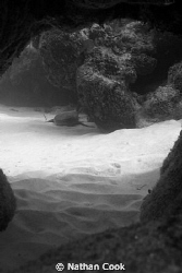 A nurse shark on the other side of a swim through in Litt... by Nathan Cook 